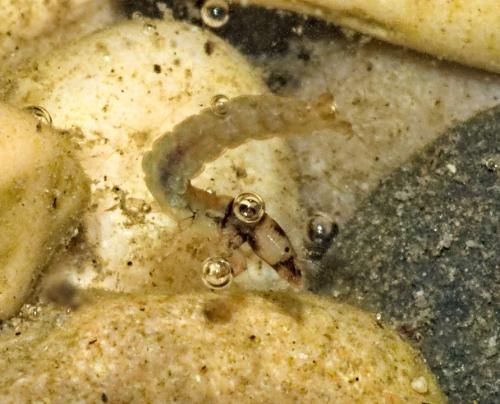 Tinodes waeneri